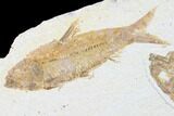 Detailed Pair Of Knightia Fossil Fish - Wyoming #86510-2